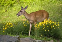 In suburban areas, deer may munch on roses and other flowers.