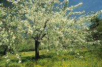 Cherries erupt with a profusion of white blossoms on bare branches each spring.