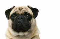 Small breeds are more prone to anal impaction than large breeds.