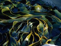 Look like seaweed with this creative costume.