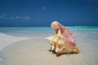 Seashells are much more significant than you might think.