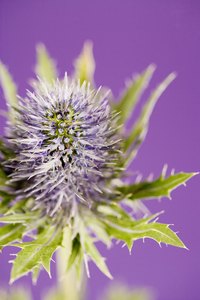You might want to wear gloves when dealing with thistles.