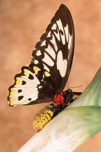 Caterpillars transform into butterflies when they mature.