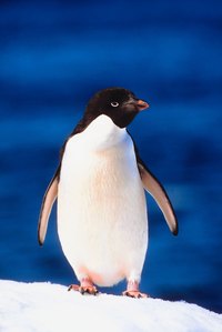 A penguin is a classic part of the Arctic environment.