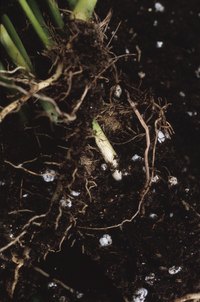 Signs of excessive fertilizer use include soil crust and root damage.