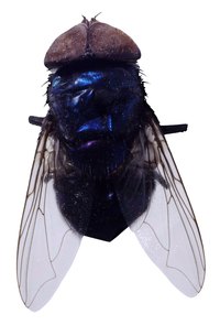 House flies have dark bodies and silvery wings.