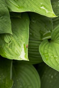 Slugs and snails are common hosta pests, leaving holes and silvery mucus trails.