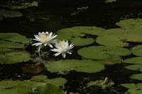 Lotus blooms are striking in their beauty.