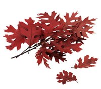Oaks have bright fall color.