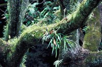 Staghorn fern fronds may grow more than 3 feet long.