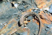Alligator lizards can be unwelcomed pests.