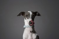 If he's food motivated, he'll be more likely to lick food off another dog's face.