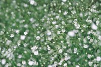The tiny blossoms of Baby's Breath serve well in floral bouquets.