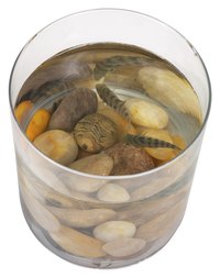 Livebearers are easy fish for beginner aquarists.