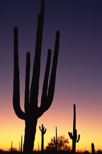Arizona doesn't assess a state property tax.