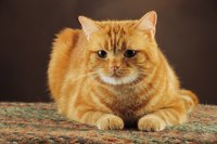 Urine spraying often points to strain between household cats.