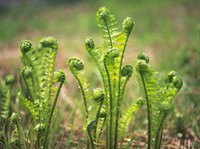 Ostrich fern is deciduous, and grows back from its roots each spring.