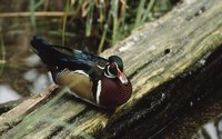 You can finish wooden ducks with Minwax Polycrylic.