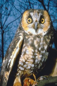 Owls have distinct round yellow eyes and sharp hooked beaks.