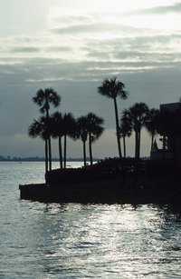 The Florida sabal palm is native to Florida and coastal Georgia and South Carolina.