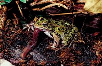 Nightcrawlers often come above ground when it's damp enough.