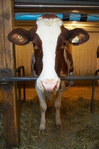 Cows in a tie stall barn each have their own stall area.