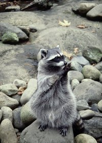 Look like a raccoon with this quick, easy costume.