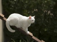 Cat ladders help older cats enjoy climbing.