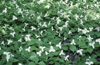 Trilliums contain toxic compounds.
