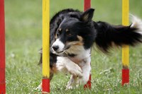 The border collie's intelligence, trainability and athleticism make him well-suited to agility.