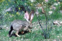 Rabbits and other small animals sometimes fall into window wells.
