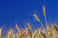 Close up of wheat.