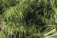 Multiple-trunk palms provide a lush feel in the landscape.
