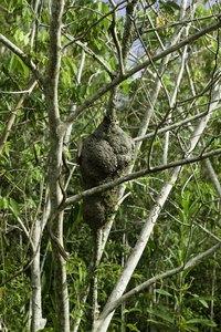 Not all yellow jackets build exposed nests in trees.