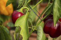 Red peppers hanging from a plant.