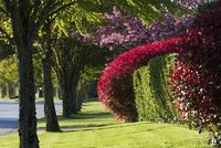 A red photinia shrub growing along a hedge in a yard.