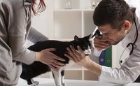 Kitten being examined by vet.
