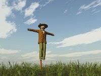 A scarecrow in a corn field.