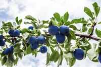 Plum tree