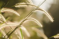 A close-up of dwarf foxtail grass.