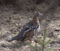 Grouse are ground-based birds who usually fly as a last resort to escape predators.