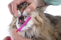 Brushing your cat's teeth can help control tartar and keep teeth healthy.