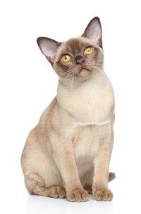 The Burmese is one of a few breeds with low levels of Fel d 1.