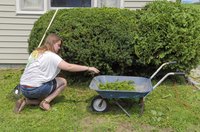 A woman using a wheelbarrow to collect cedar hedge trimmings.