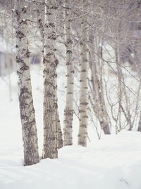 Birch trees are known for their white bark and tall, narrow stature.