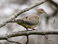 Always check local hunting regulations before killing a dove.