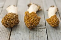 Freshly-picked morel mushrooms on a wooden table.
