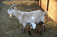 If your goat nurses her kids, she'll dry up naturally at weaning time.