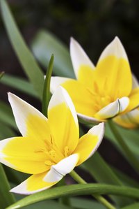 Tulipa "Tarda" naturalizes in the garden.