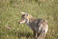 A true coydog likely has one pure coyote for a parent.